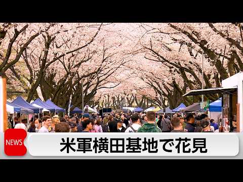 米軍横田基地でサクラ・スプリング・フェスティバル　散りゆく桜を惜しむ来場者