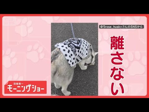 「ぼくのものだ！」　引っ張られても一緒にズルズル　石を絶対に離さないワンちゃん【羽鳥慎一モーニングショー】(2026年… サムネイル