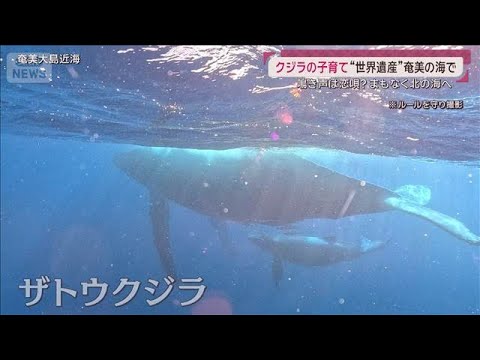 “世界遺産”奄美の海でザトウクジラの子育て 北へ旅立つ直前…鳴き声は恋の唄？(2026年3月15日) サムネイル