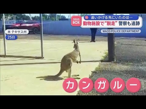 動物施設で“脱走”警察も追跡　追いかける先にいたのは…　アメリカ【スーパーJチャンネル】(2026年5月27日) サムネイル