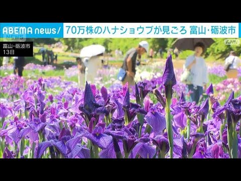 600品種70万株が咲き誇る　富山・砺波市でハナショウブが見ごろ(2026年6月14日) サムネイル