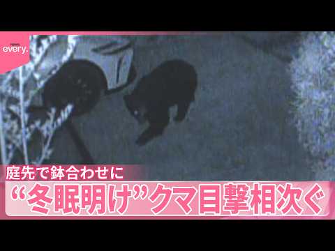 【クマ】｢去年の学習｣指摘も  庭先で鉢合わせに “冬眠明け”目撃相次ぐ サムネイル