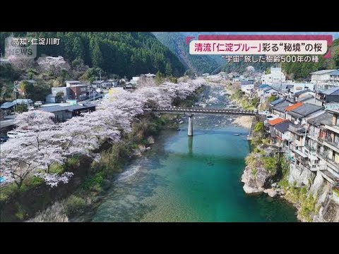 清流「仁淀ブルー」が彩る”日本一”美しい秘境の桜 宇宙を旅した樹齢500年の種(2026年3月29日)