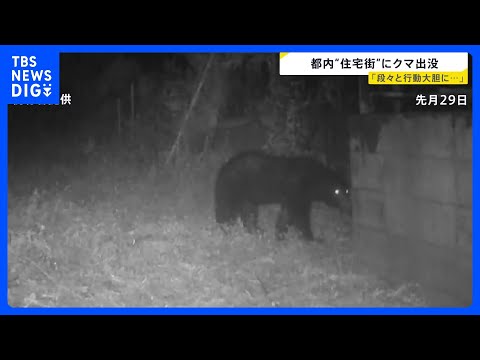 東京住宅街に“体長1m以上”のクマ出没「段々と行動大胆に…」生活圏に徐々に近づく“アーバンベア”対策グッズの最前線は？… サムネイル