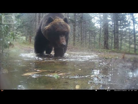 冬眠明けなのに…300kg「メタボヒグマ」北海道で出没　秋田では今年初の人身被害も【グッド！モーニング】(2026年5… サムネイル