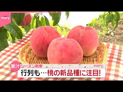 【桃シーズン到来】日本一の生産量を誇る山梨県で桃狩り  愛知で話題の新品種も