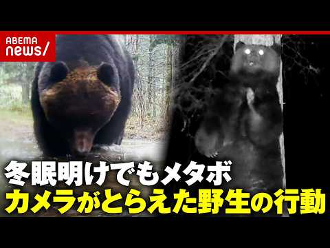 【300kgヒグマ】冬眠明けでもメタボなクマの野生の姿…お墓のお供え物持ち帰り「クマ対策」の現状｜ABEMA的ニュース… サムネイル