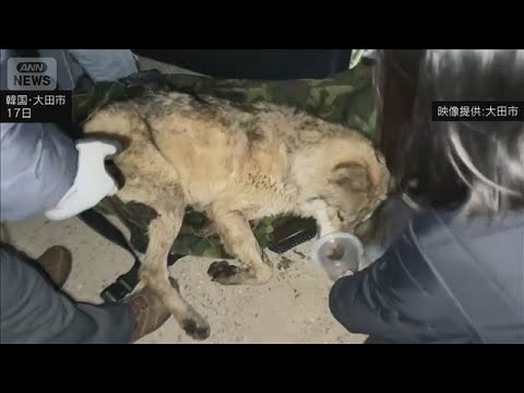 韓国・脱走オオカミ　9日ぶり捕獲　健康状態に異常なし　脱走後の目撃画像はAI作成か(2026年4月17日)