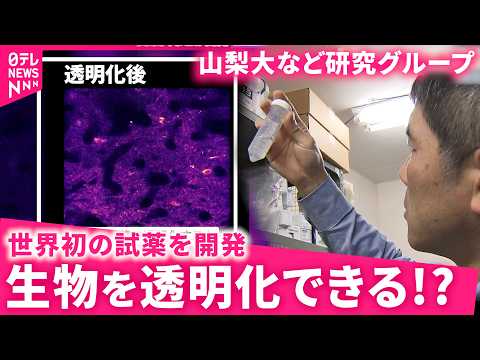 【開発】透明人間も!? 試薬で哺乳類の組織を透明化 山梨大など研究グループ　NNNセレクション サムネイル