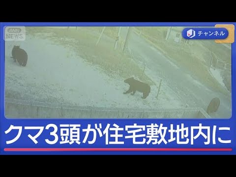すべて1メートル以上「ゾッとした」“巨大クマ”3頭　住宅敷地内へ【スーパーJチャンネル】(2026年5月18日) サムネイル