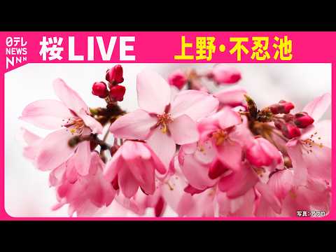 【🌸みんなでお花見🌸】桜の開花状況は？　上野公園 不忍池ライブカメラ ──Cherry blossoms at Shi…