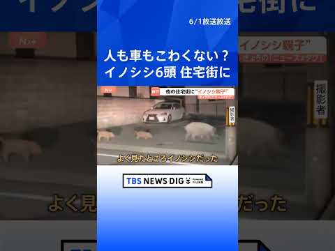 ウリ坊5頭を引き連れ…“イノシシ親子”が神戸市の住宅街を闊歩「行動が予測できない」カメラが捉えた“人間も恐れない大胆な… サムネイル