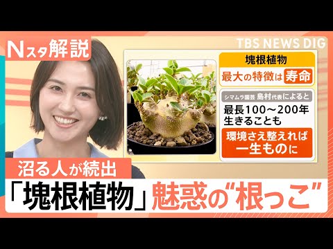 「塊根植物」にハマる人が続出　“根っこ”が主役？最長200年生きる“唯一無二”の魅力とは【Nスタ解説】｜TBS NEW…