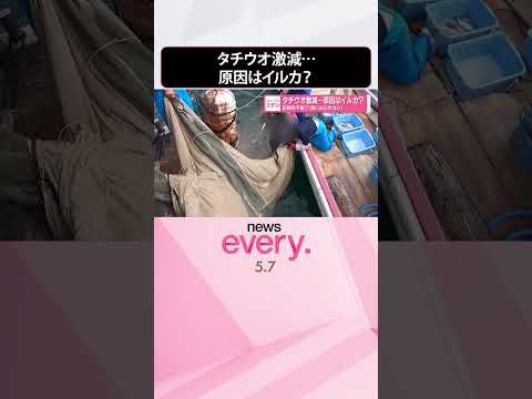 【タチウオ激減】記録的不漁で「漁に出られない」原因はイルカ？  shorts サムネイル
