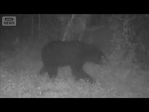 東京・八王子市でまたクマ出没　入山者に注意　市街地に近づく可能性も【知っておきたい！】【グッド！モーニング】(2026… サムネイル