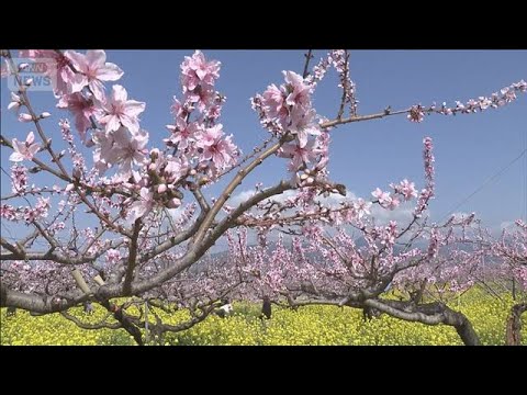 畑一面ピンク色 桃の花が見ごろ 菜の花と鮮やかな競演も　山梨・笛吹市(2026年3月28日)