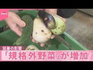 経済金融動画 | 【規格外野菜】猛暑で増加  生産者は悲鳴「結構ギリギリ」農家も【YouTubeおすすめ】